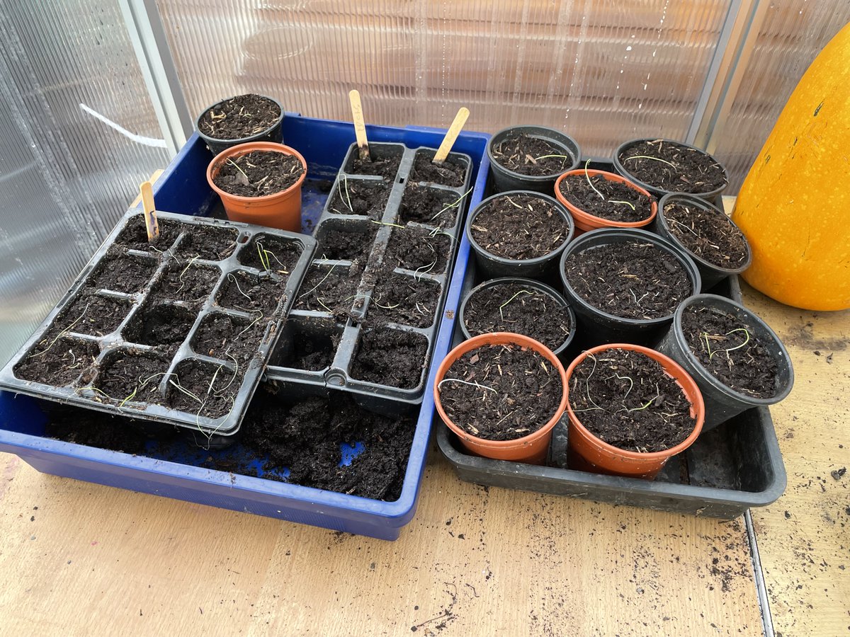 Hard work 2 weeks ago is now paying off, Leeks are starting to grow.