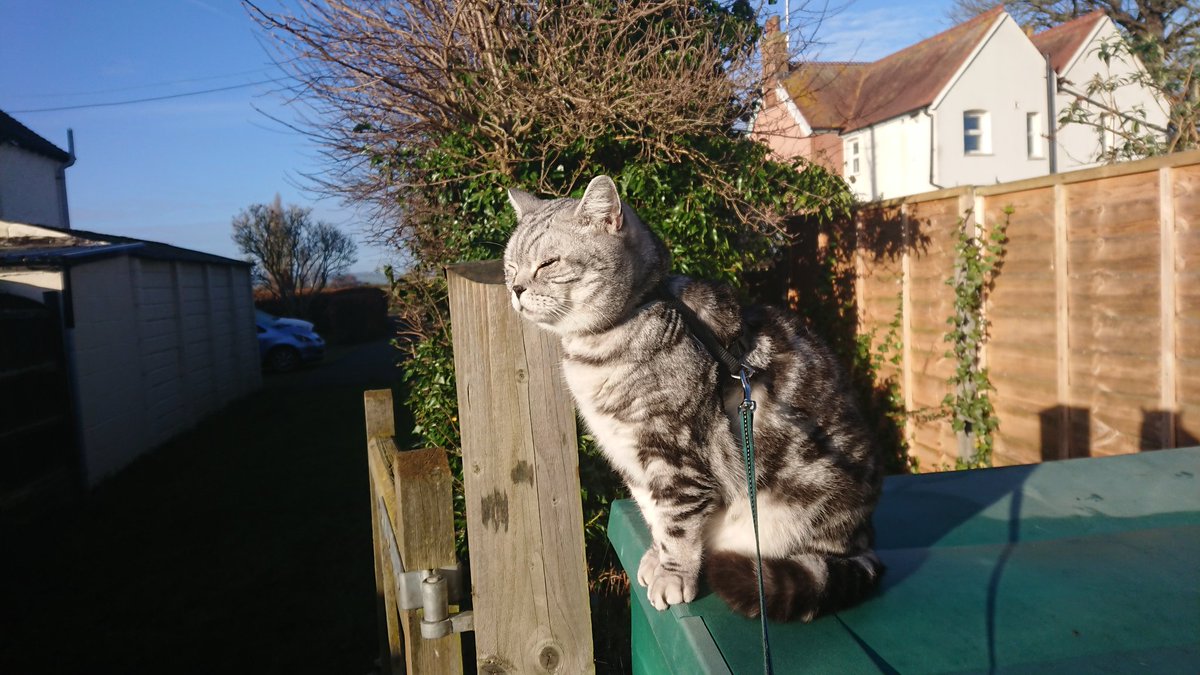 alfiecatuk's tweet photo. I'm back on top form again after being unwell at the weekend Pals 😸 I'm eating my food,having treats &amp; annoying my Sis Jasmine @ozziecat1 again 😹 I'm so humbled by all lovely comments wishing me well..Thank you so much..I'm out on my first Patrol since Friday #whiskerswednesday https://t.co/z8ObQrdBeZ