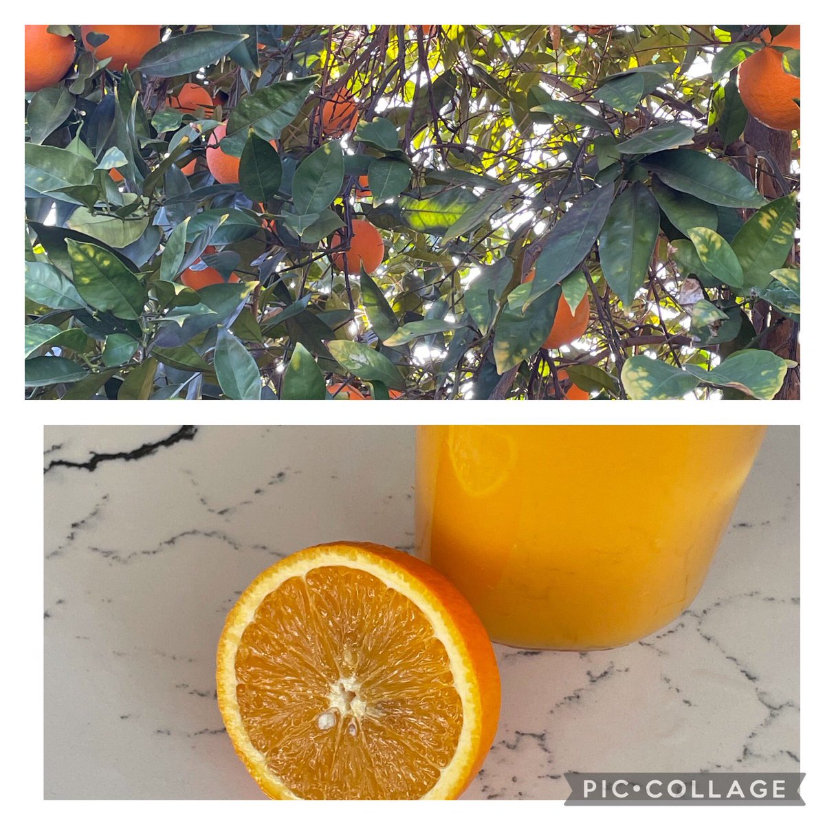 We got a bumper crop of tasty oranges this year, producing the finest home grown Vitamin C for the next few months. From our tree to the serving pitcher resting on this remarkable #InvernessPlatinum countertop design by <a href="/CambriaSurfaces/">CambriaSurfaces</a> shop.cambriausa.com/products/new-i… #wearecambria