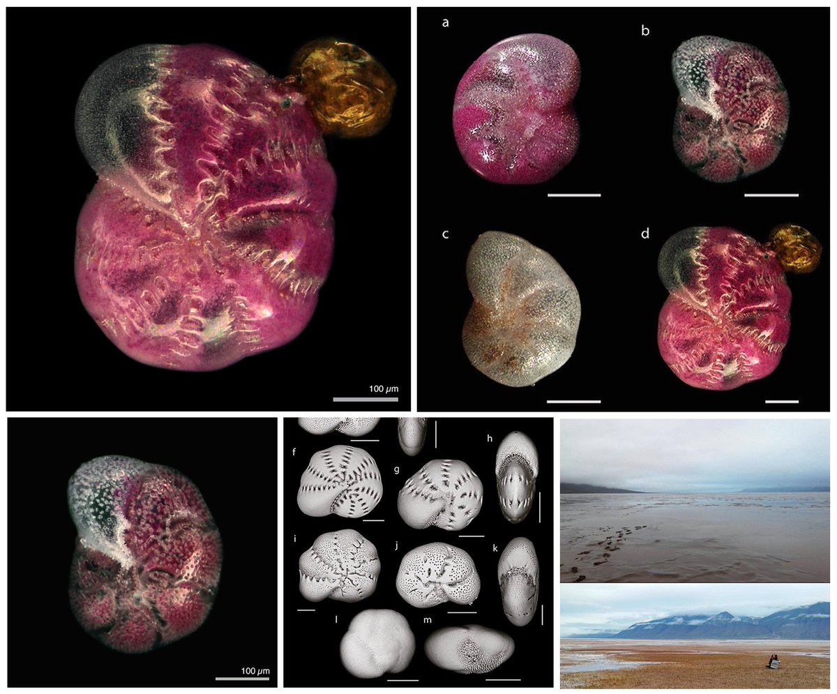 zooinv_spbu's tweet photo. Cold, barren tidal flats, fjords of Svalbard, and the few daring #foraminifera species living in those challenging conditions – by @Quinqueloqulina @IVoltski @varmara. Special thanks to @mariaansine &amp; @SpringerNature: https://t.co/OSRzDKGCpB
#MarineEcology #Svalbard #HighArctic https://t.co/inoxqF8H99