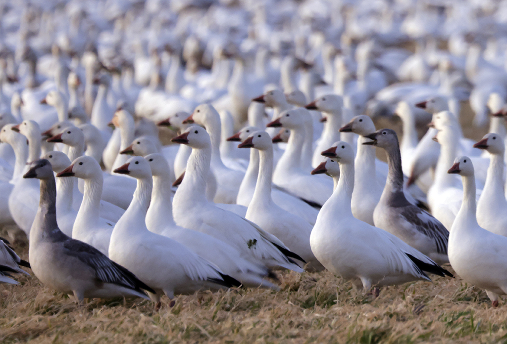 Even after Sunset, Snow Geese are still okay to photograph. #birding #birds  #birdphotography #TwitterNatureCommunity #NaturePhotography #naturelovers #wildlifephotography #Delaware #snowgeese