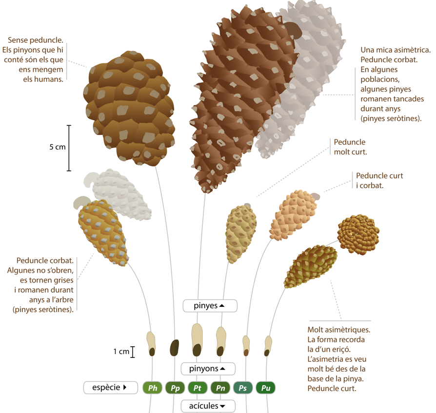 Prismatic_nat's tweet photo. Avui volem recuperar una infografia d'@AlertaForestal imprescindible per aprendre a diferènciar les espècies de pins. Perquè confessem, no sempre pot semblar tan fàcil! Una bona pista: les #pinyes. I si encara no ho tenim clar del tot: les #fulles🌳. Què us sembla👇🏻? https://t.co/hxRhTju7MP