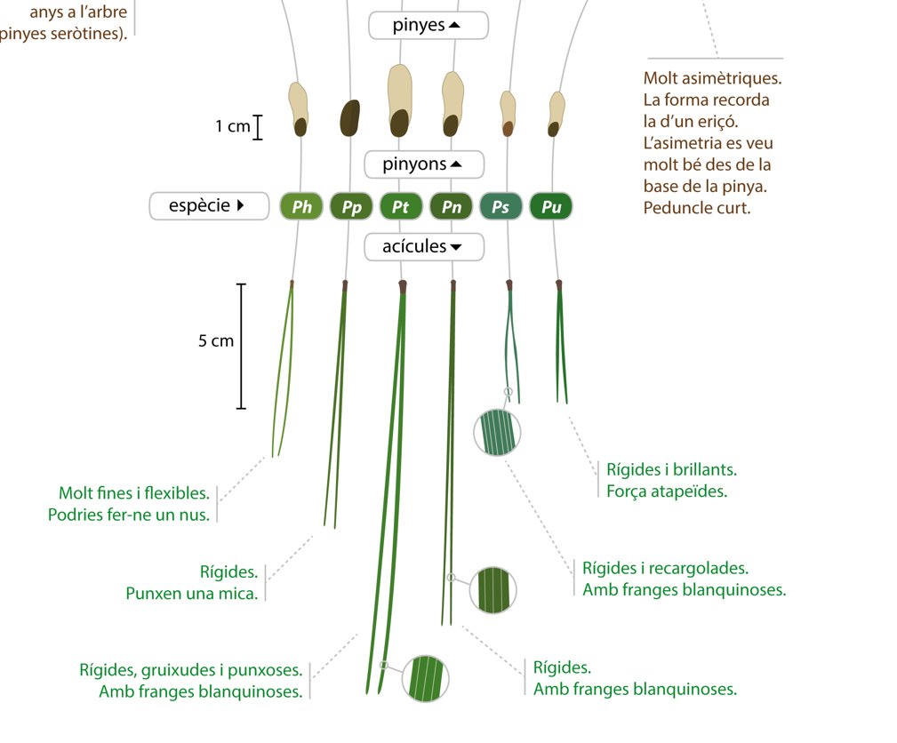 Prismatic_nat's tweet photo. Avui volem recuperar una infografia d'@AlertaForestal imprescindible per aprendre a diferènciar les espècies de pins. Perquè confessem, no sempre pot semblar tan fàcil! Una bona pista: les #pinyes. I si encara no ho tenim clar del tot: les #fulles🌳. Què us sembla👇🏻? https://t.co/hxRhTju7MP