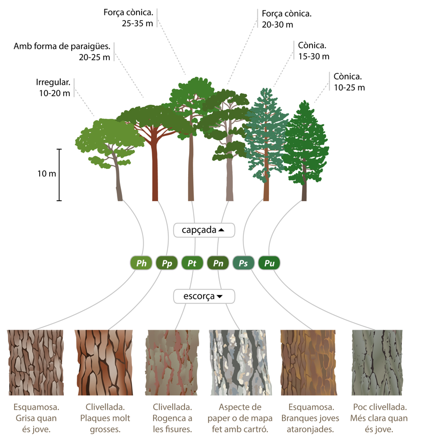 Prismatic_nat's tweet photo. Avui volem recuperar una infografia d'@AlertaForestal imprescindible per aprendre a diferènciar les espècies de pins. Perquè confessem, no sempre pot semblar tan fàcil! Una bona pista: les #pinyes. I si encara no ho tenim clar del tot: les #fulles🌳. Què us sembla👇🏻? https://t.co/hxRhTju7MP