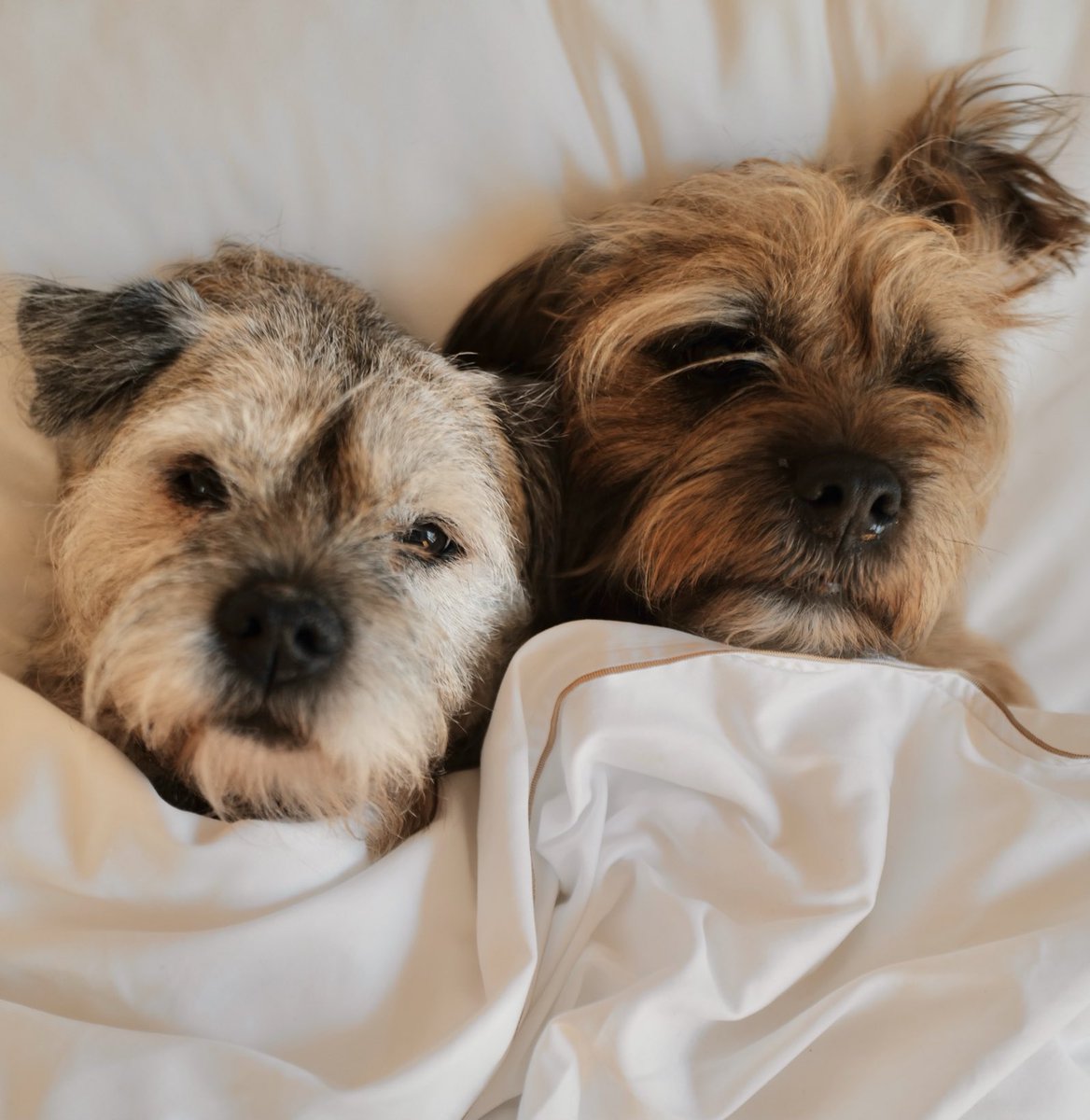 David Walliams HQ tweet media