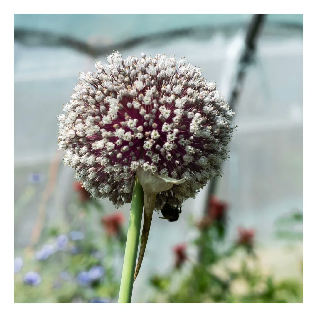 PtiVoyageurs's tweet photo. Si belle soit elle, la fleur reste une industrie très polluante.
Certains se battent pour faire évoluer les pratiques à travers le mouvement #slowflower qui propose une alternative à la floriculture industrielle.
Retrouve un dossier complet sur https://t.co/093PsSzDXv https://t.co/dBfemR2ZSl