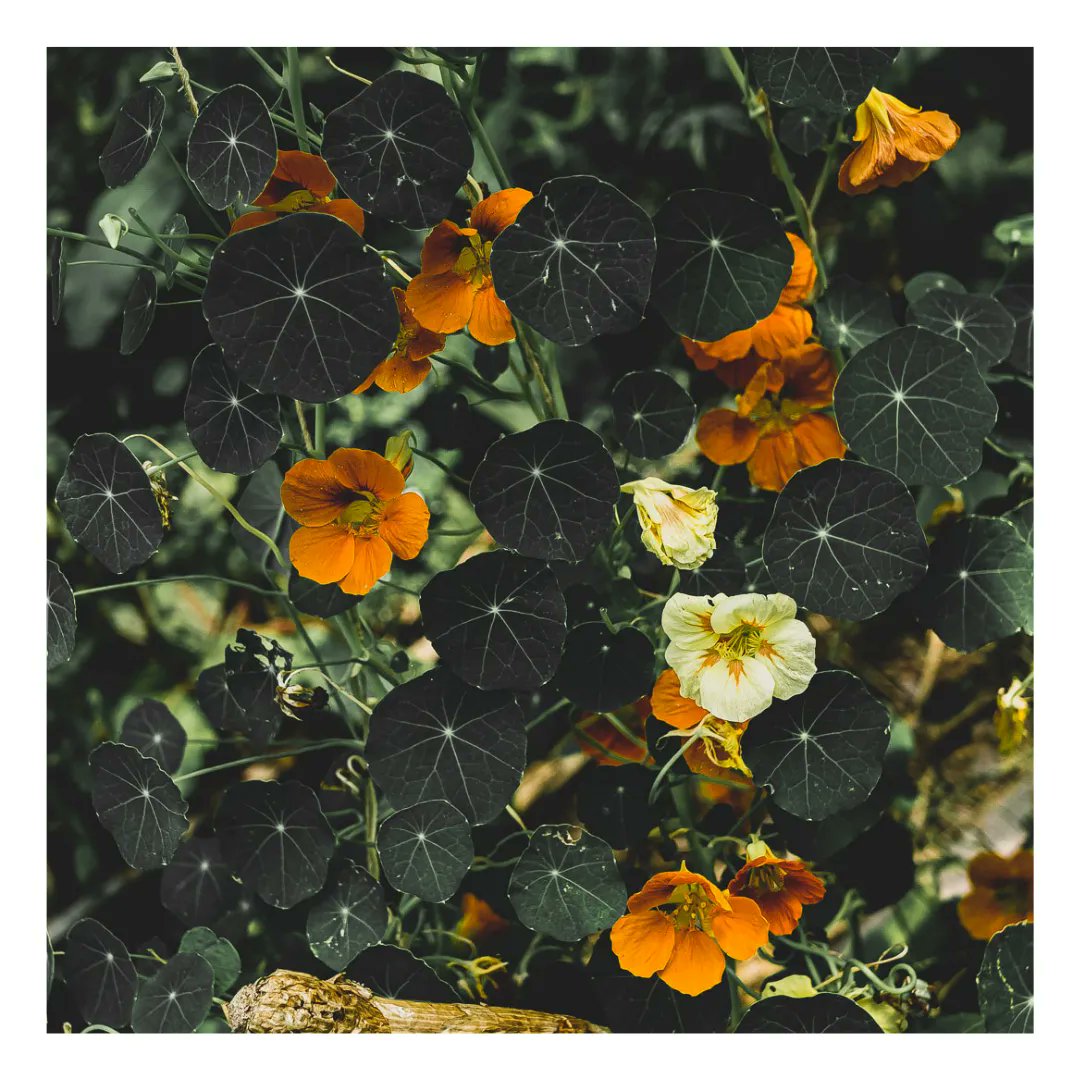 PtiVoyageurs's tweet photo. Si belle soit elle, la fleur reste une industrie très polluante.
Certains se battent pour faire évoluer les pratiques à travers le mouvement #slowflower qui propose une alternative à la floriculture industrielle.
Retrouve un dossier complet sur https://t.co/093PsSzDXv https://t.co/dBfemR2ZSl