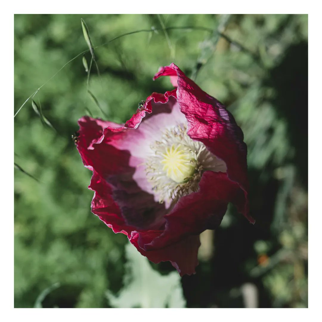 PtiVoyageurs's tweet photo. Si belle soit elle, la fleur reste une industrie très polluante.
Certains se battent pour faire évoluer les pratiques à travers le mouvement #slowflower qui propose une alternative à la floriculture industrielle.
Retrouve un dossier complet sur https://t.co/093PsSzDXv https://t.co/dBfemR2ZSl