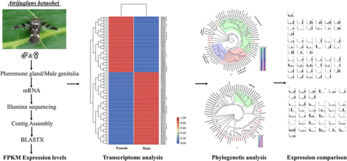 InsectMolecBio's tweet photo. Transcriptome analysis and identification of sex pheromone biosynthesis and transport related genes in Atrijuglans hetaohei (Lepidoptera: Gelechioidea)
https://t.co/i1s8NIDliA
#entomology #insects #biology #geneidentification #sexpheromone #biosynthesis #transcriptome #analysis https://t.co/BelqabXnux