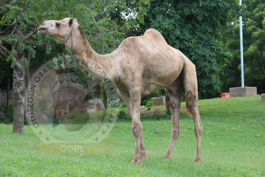 Did you know that Camel’s milk is one of the healthiest milk in the World? Slightly low in saturated fat, possesses sufficient amount of iron and vitamin C, can stimulate blood circulation, prevents diabetes and improves heart condition.
#oopl #ooplwildlife #camel #camels