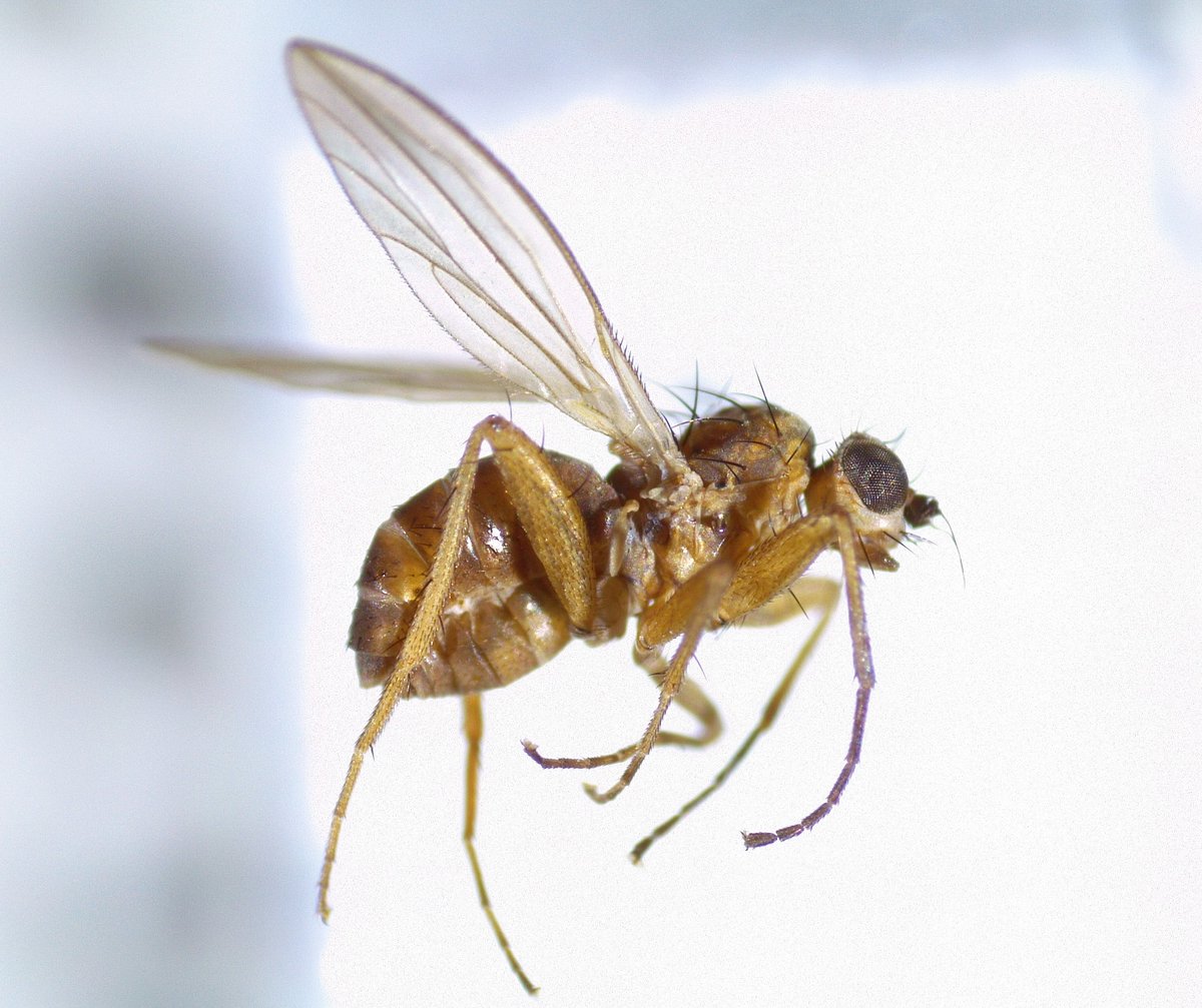 AgnesKreiling's tweet photo. At the moment, one of my favourite flies is Lonchoptera lutea. Look at those pointy wings! There are plenty of them on #Koltur.
#Tjóðsavnið #BiodiversityMonitoring https://t.co/MfUbYeusxt