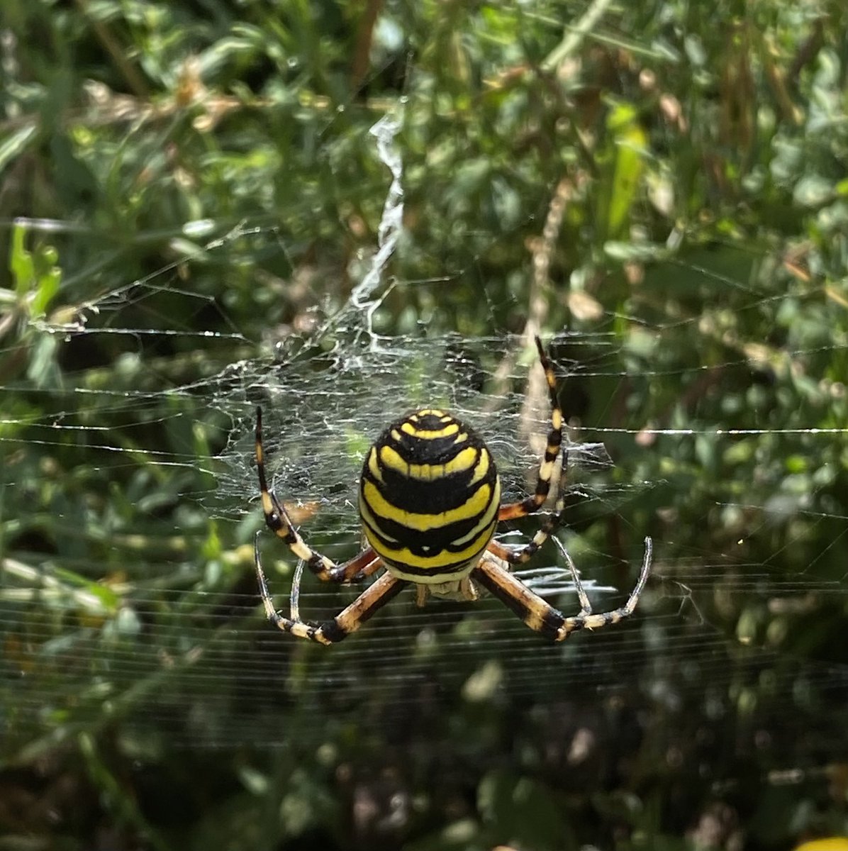 Action started again @bay_warden #CommunityGarden after winter hiatus. Thanks #AliCorbel <a href="/SwaleCouncil/">SwaleBoroughCouncil</a> &amp; other visiting experts from <a href="/KentWildlife/">Kent Wildlife Trust</a> for monitoring species.  We have 3 ID signs ordered. 1 board just for the Bees we have! Exciting diversity including Wasp Spider.
