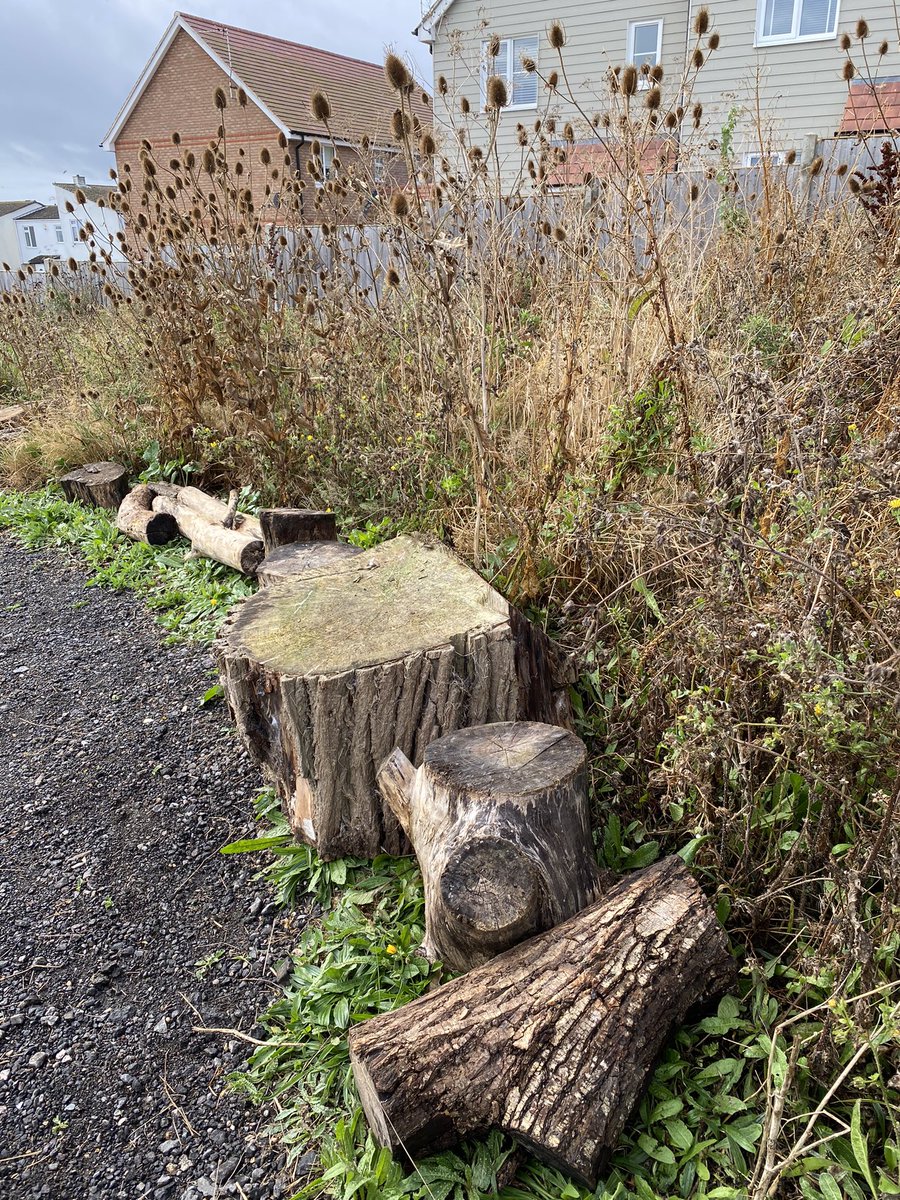 Apparently some people think @bay_warden #CommunityGarden looks ‘scruffy’ but we’ve been advised to hold our nerve. #Rewilding takes time &amp; patience. The rich increase in biodiversity already proving the case. So, some careful management in collab with locals &amp; <a href="/SwaleCouncil/">SwaleBoroughCouncil</a>