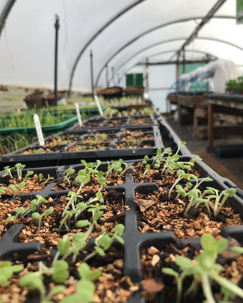 swcityfarm's tweet image. 🌱Thriving seedlings and @PropPlace's simple online ordering system make it easy to grow more food!

🍅 Get your #PlugPlants and #GardenInABox lined up➡️propagationplace.co.uk

🙏 Orders are dispatched within the selected growing season as they've been received so JUST DO IT!