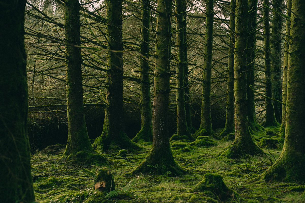 Beautiful morning on our land in the heart of Ireland 🌳🌳

Tell us about a location you know of that you want to see protected and preserved! ⬇️

#carbonheroesdao #NFTs #nature #MotherNature #climatechange #preserve