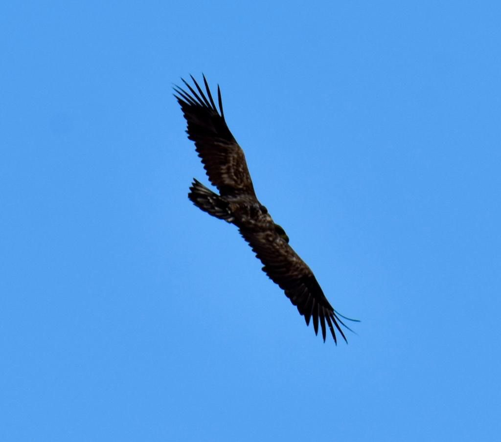 AntonyPage8's tweet photo. So we’re minding our own business doing a bit of carp fishing, then this beast flew over. Luckily I had camera in the van. #whitetailedeagle #absolutelybuzzing @RSPBEngland @SeaEagleEngland @OPOTY @WildlifeInTheUK @Hawkandowluk @RSPBNews @WildlifeInTheUK @Natures_Voice https://t.co/73QLCgHZrR