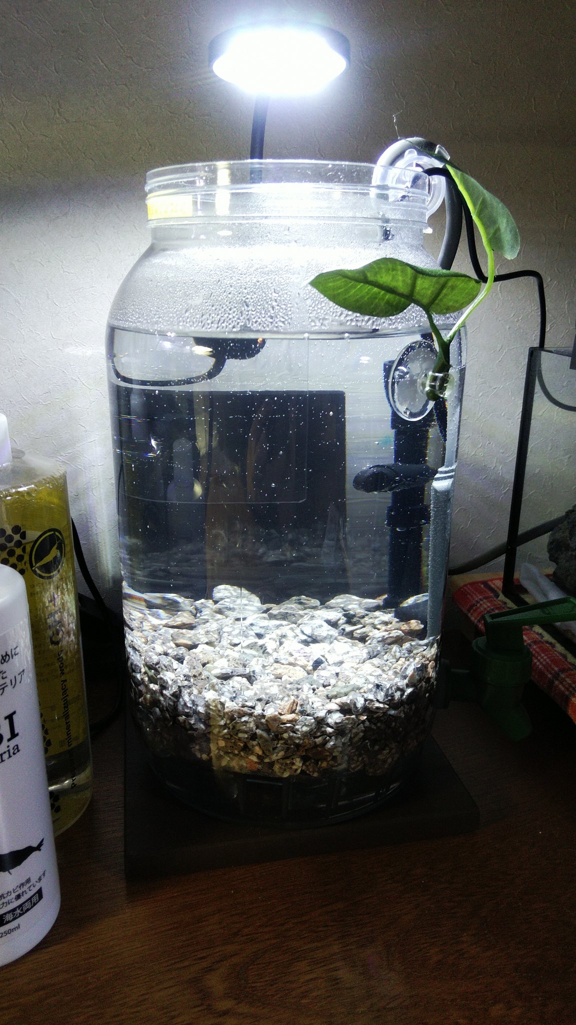 市場 Gex ベタヒーター