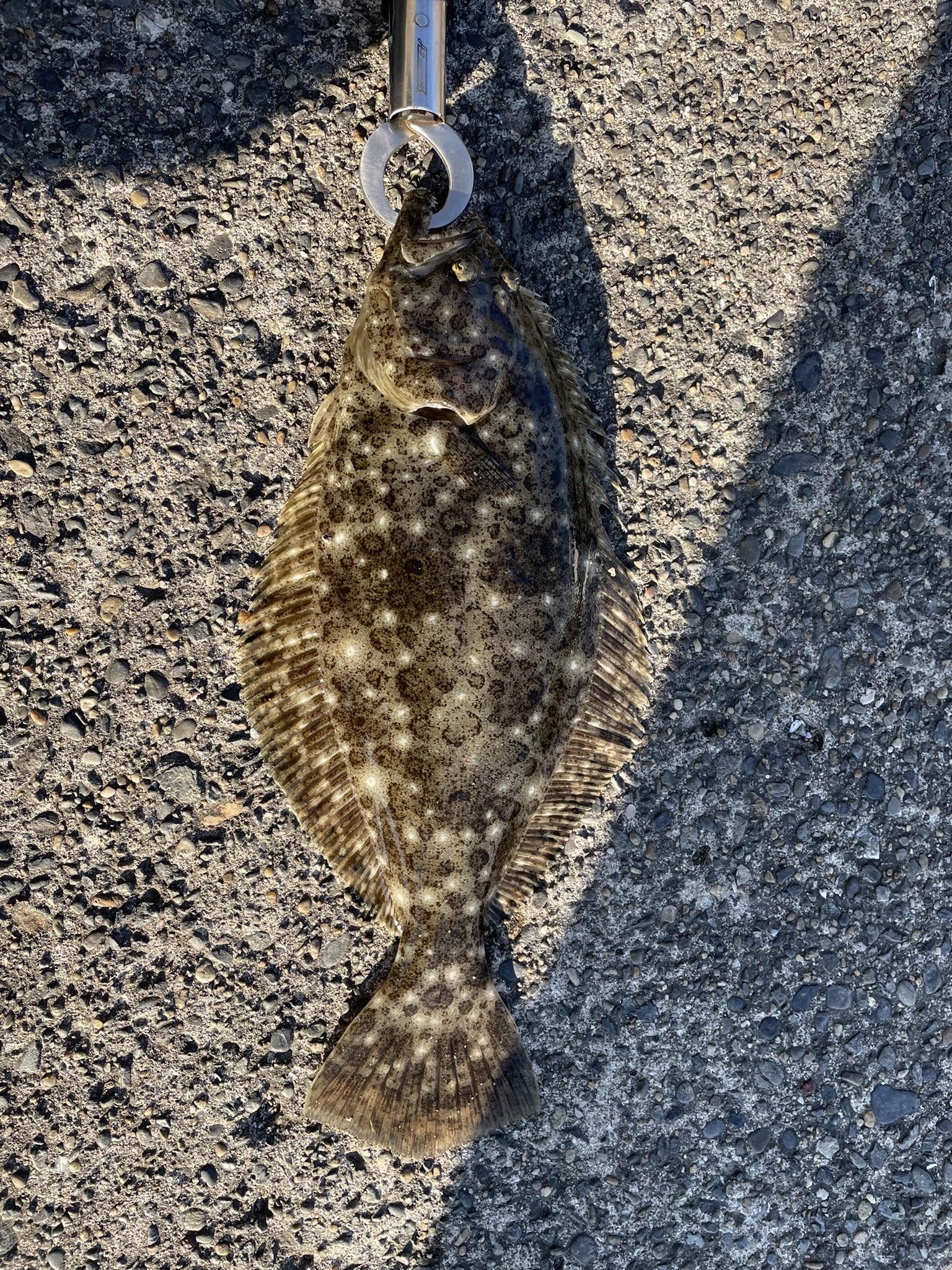 釣りbakari サーフ出撃するも 朝昼撃沈 からの堤防ソゲ 人生3度目のフラットフィッシュ 食べたい気持ちを抑えてリリース 大きくなって帰ってこいよー 何卒お願いします 果たしてサーフでヒラメはいつ釣れるのか堤防 そしてカマスめっさ釣れ