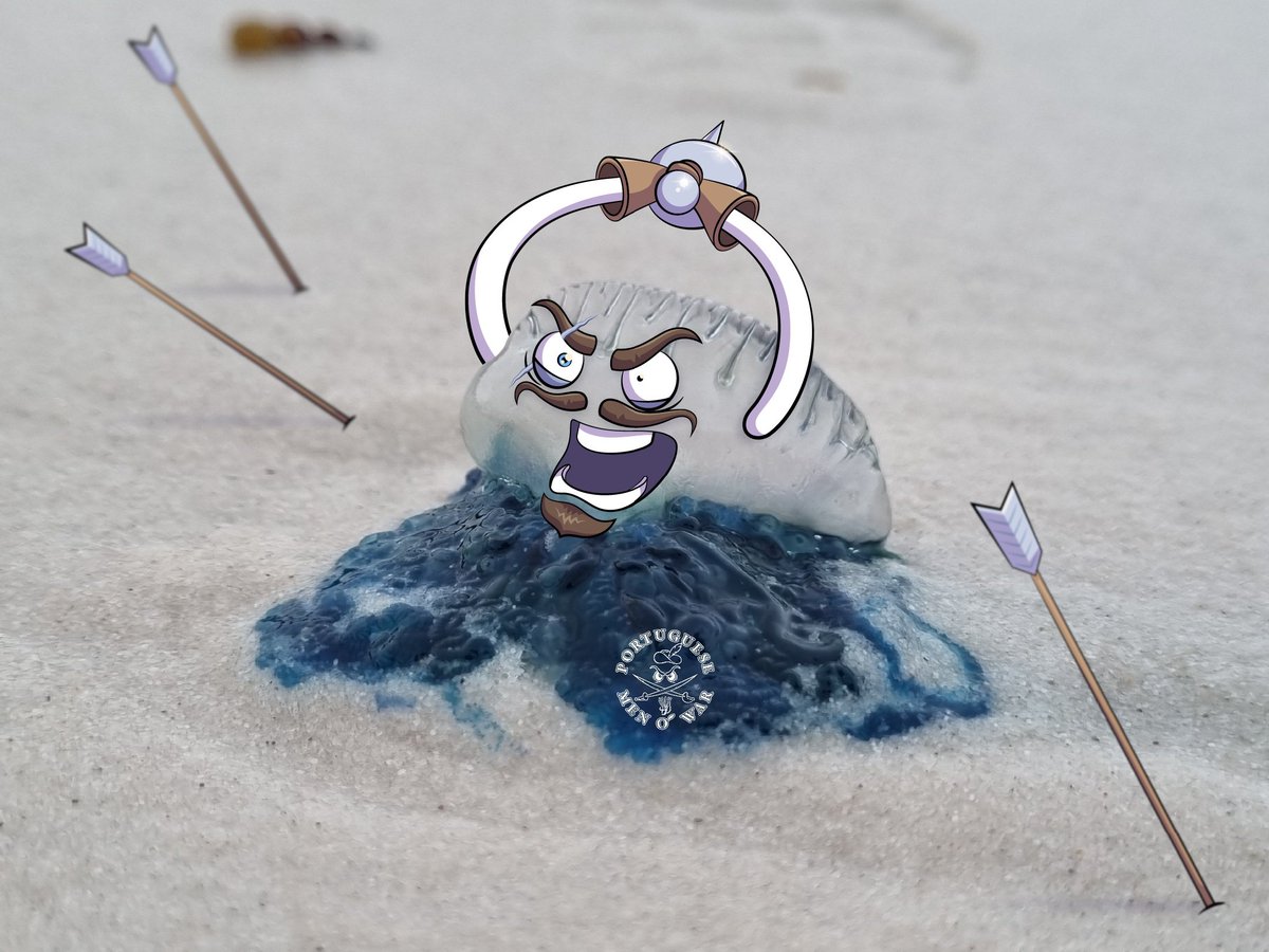 A sneak peak of what has been cultivating in the depths of the oceans. Portuguese Men O' War coming to a shore near you soon! You'll be stinging to get one. 

#PMOW #stingerszn #gotstung