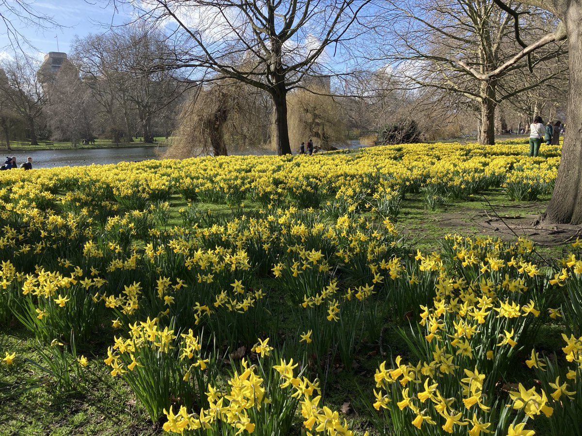 wazzo_m's tweet photo. It’s a blue and yellow morning in St James’s Park today! @theroyalparks @TRPGuild7 @ThorneyIslandSo #FebruaryGold #narcissus #daffodils @LondonInBloomUK https://t.co/FkUOOKQ7Hn