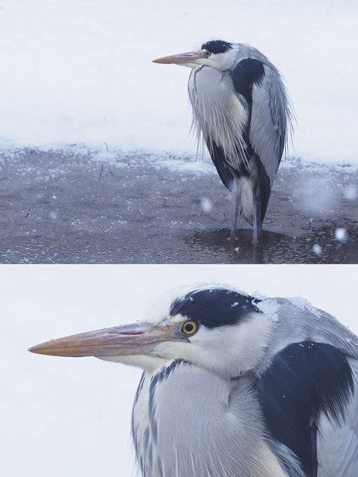 しんかいていさん がハッシュタグ アオサギ をつけたツイート一覧 1 Whotwi グラフィカルtwitter分析