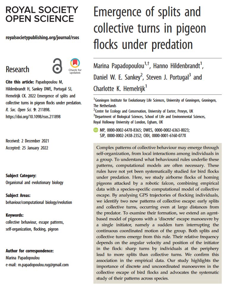 MarinaVPap's tweet photo. 🚨New paper🚨Our follow up work on pigeon flocks under predation is out at @RSocPublishing #rsopenscience 🥳
ft. #pigeons + #RobotFalcon + #ABM🖥️
A huge thanks once again to our amazing collaborators @sjportugal1979 & @collectiveEcol 🙏
👇#OpenAccess
https://t.co/NNPl8M1sIY https://t.co/dK33ZOFO6F