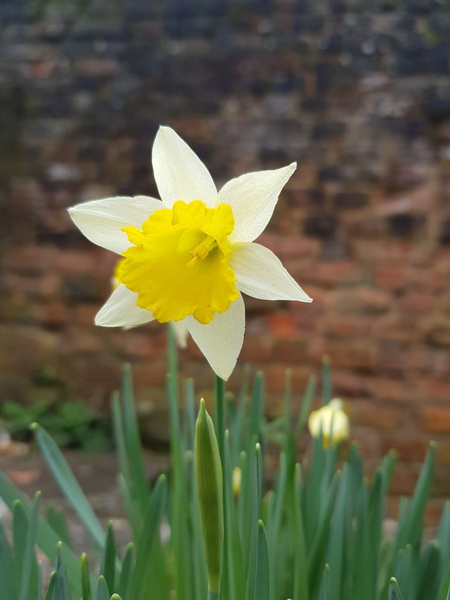 KingJohnsHouse's tweet image. Something about a #Daffodil that tends to make you smile. May be it's because we know #SpringIsOnItsWay. @KingJohnsGarden @moreTestValley @Visit_Romsey @VisitTestValley
