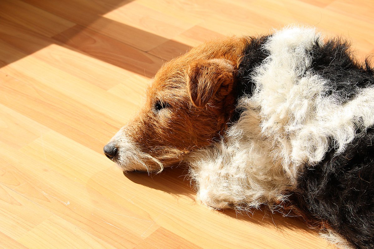 oldbarncornwall's tweet photo. Dreaming of a holiday in #Cornwall this year??? Check out our 2022 availability before it's too late! 🐾💤❤

👉 https://t.co/MCMWaYRToG

#dogfriendly #dogslife #holidaywithdogs https://t.co/zy5uBt6jIh