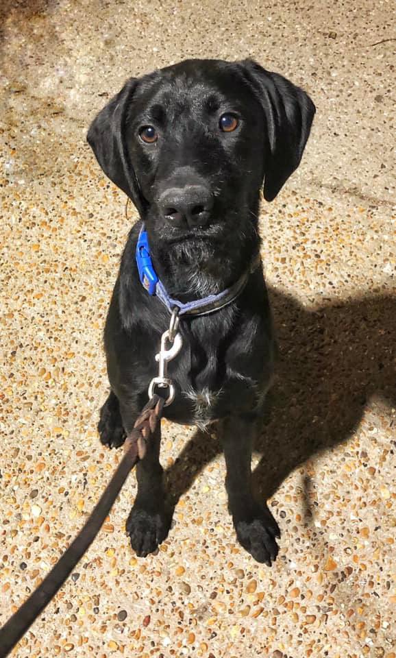 WagtailUK_dogs's tweet photo. New kid on the block! This is Rover, he is now fully trained and helping to protect UK Borders. #detectiondog #snifferdog #bordersecurity #protectingborders #security #assurance #safety #trainedinwales #welshsnifferdogs #wagtailuk #usethebest https://t.co/eBFVtK3Ds5