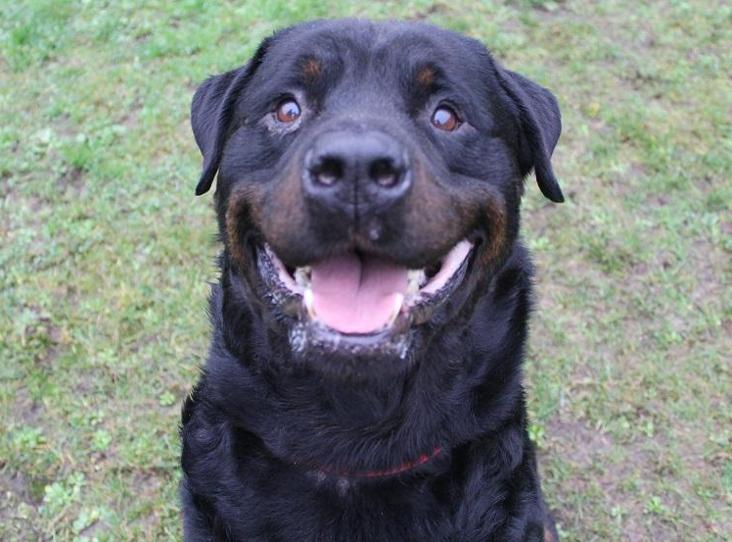AdoptionsUk tweet picture