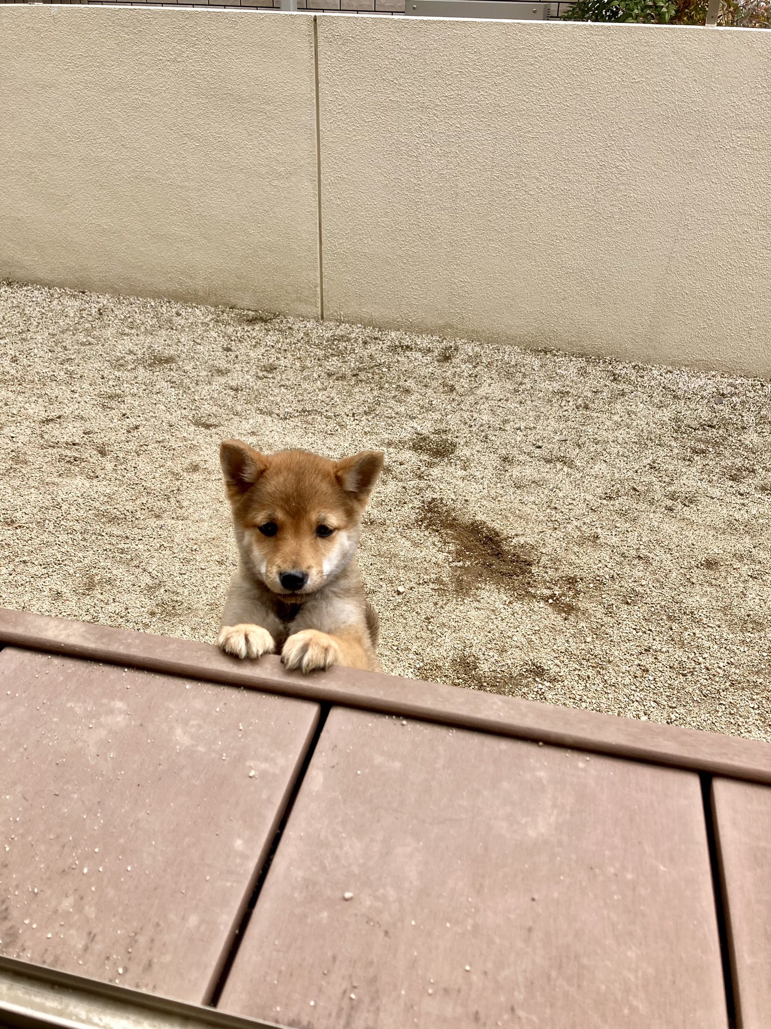 柴犬 まひる いつも抱っこして一緒に部屋に戻るのに 飼い主だけ部屋に戻ったので 怒ってるような悲しいような顔してます 表情豊かだね すぐ抱っこして部屋に入れました 怒る犬 柴犬 犬 豆柴 子犬 赤ちゃん犬 赤ちゃん犬まひる T Co