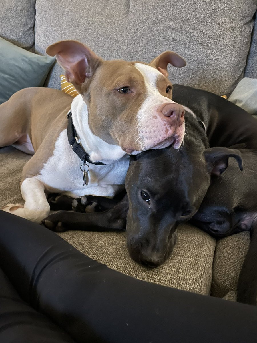 DewetJoe's tweet photo. @NickJRishwain This is Pearl (left) and Flo (right), my fur daughters.❤️ https://t.co/q0KSKpqnII