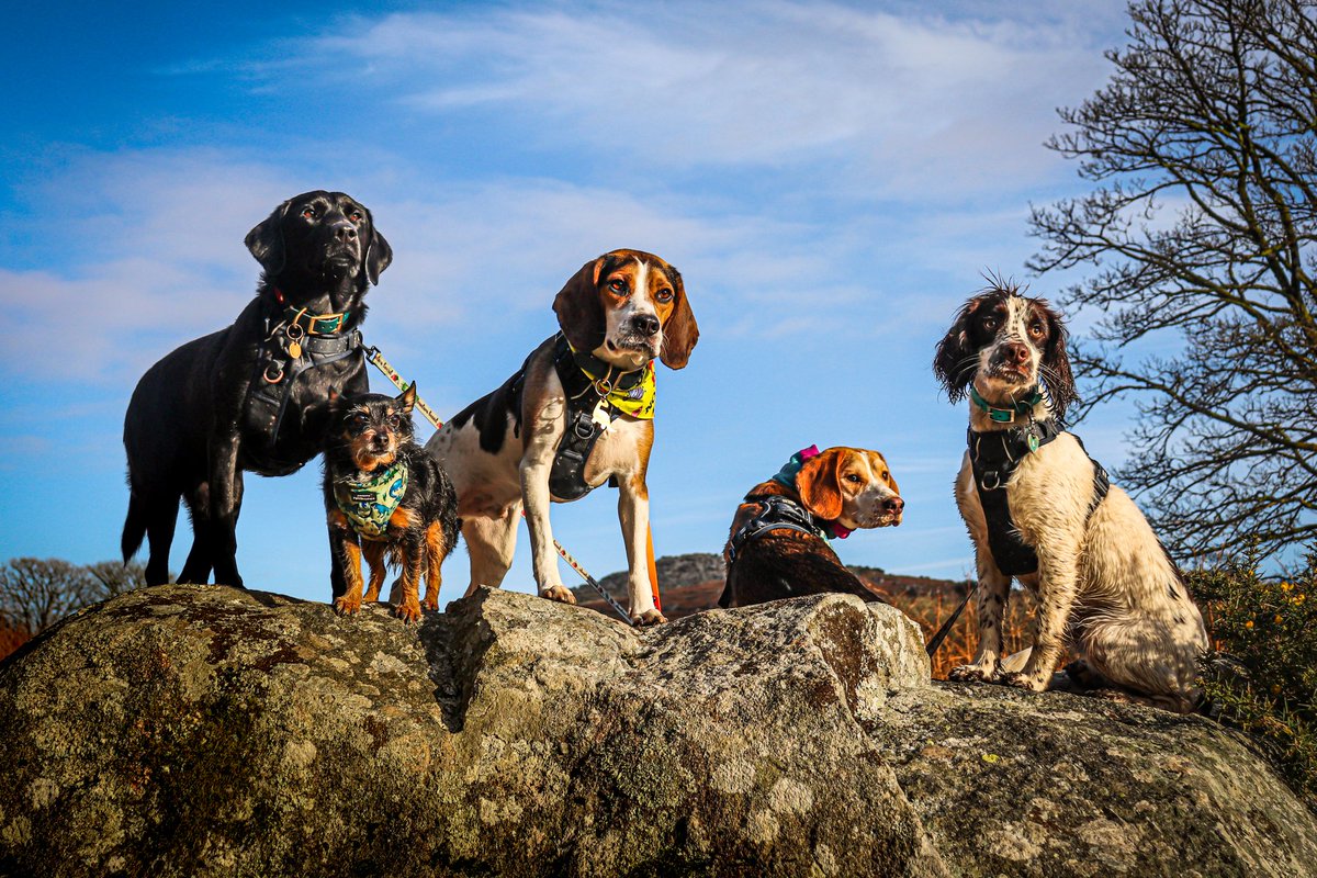 Hey hey Twitter 👋❤🐾

#DogsofTwittter #beagles #dartmoor