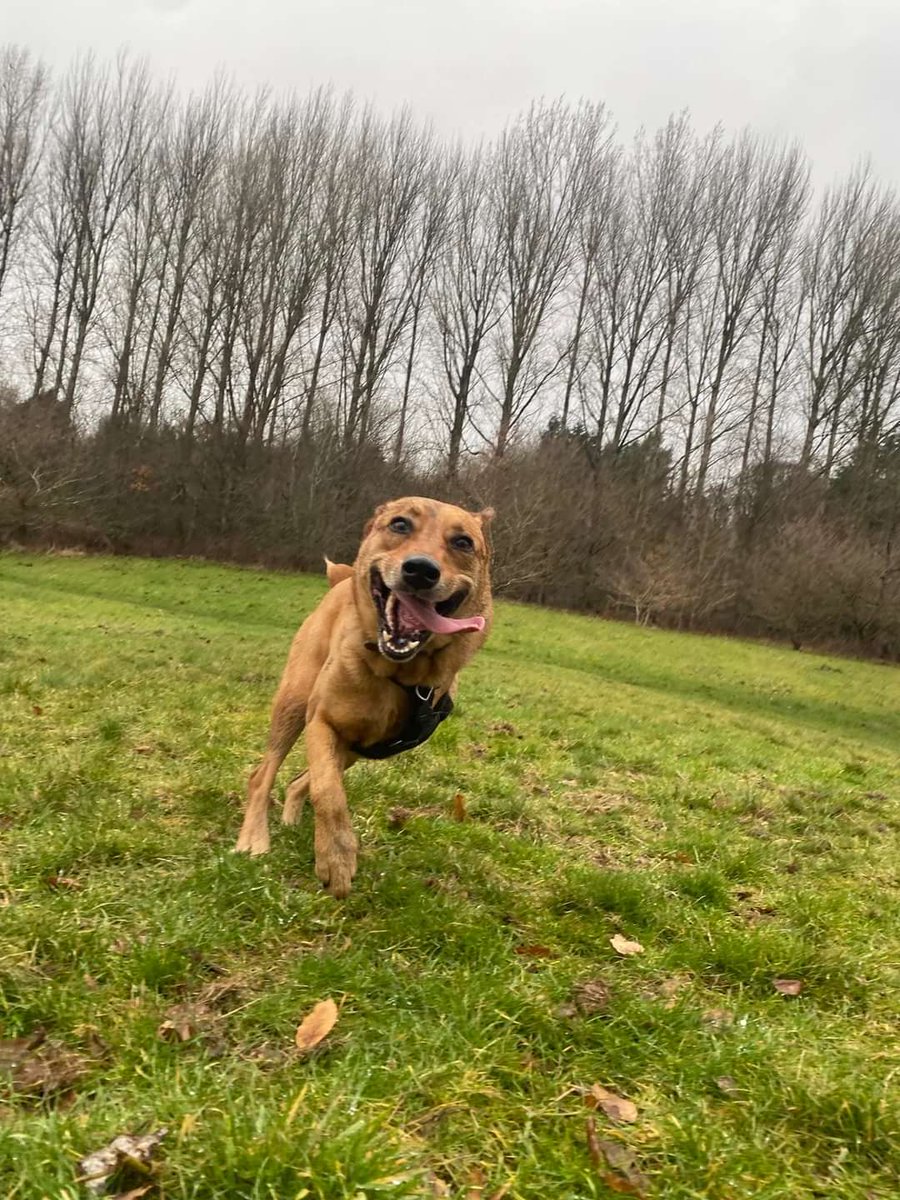 LK_Fitzpatrick's tweet photo. Seaweed is super proud and delighted to have been inducted to the Bengals UK Pub Of Honour. She'd like to thank all the squirrels she's chased in 2021.
Feel free to give her a high five, but if you ask her for a high ten, you're barred. #Bengals #WhoDey #BarDog https://t.co/STYfqEVYvh