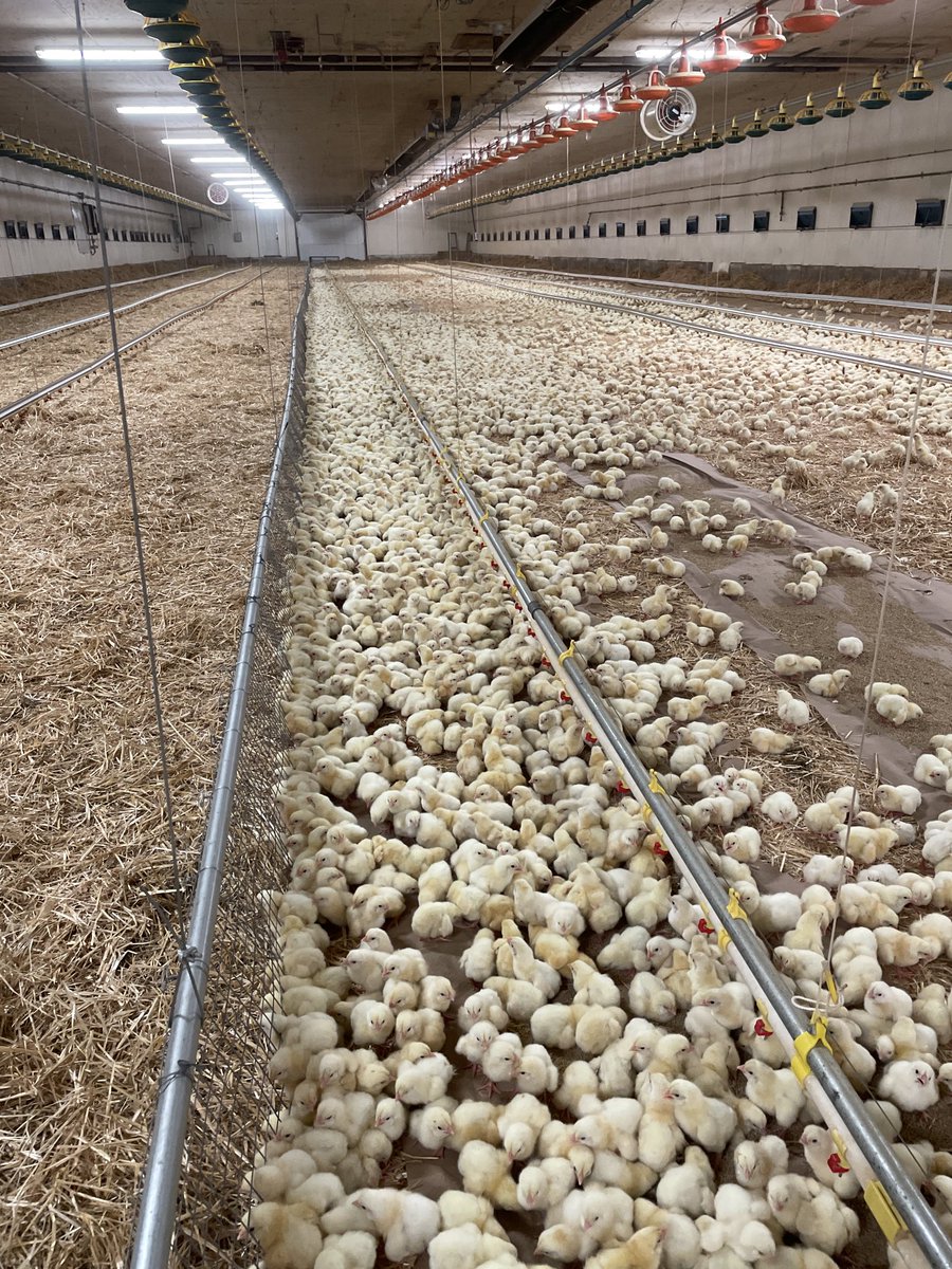 george hofer tweet media