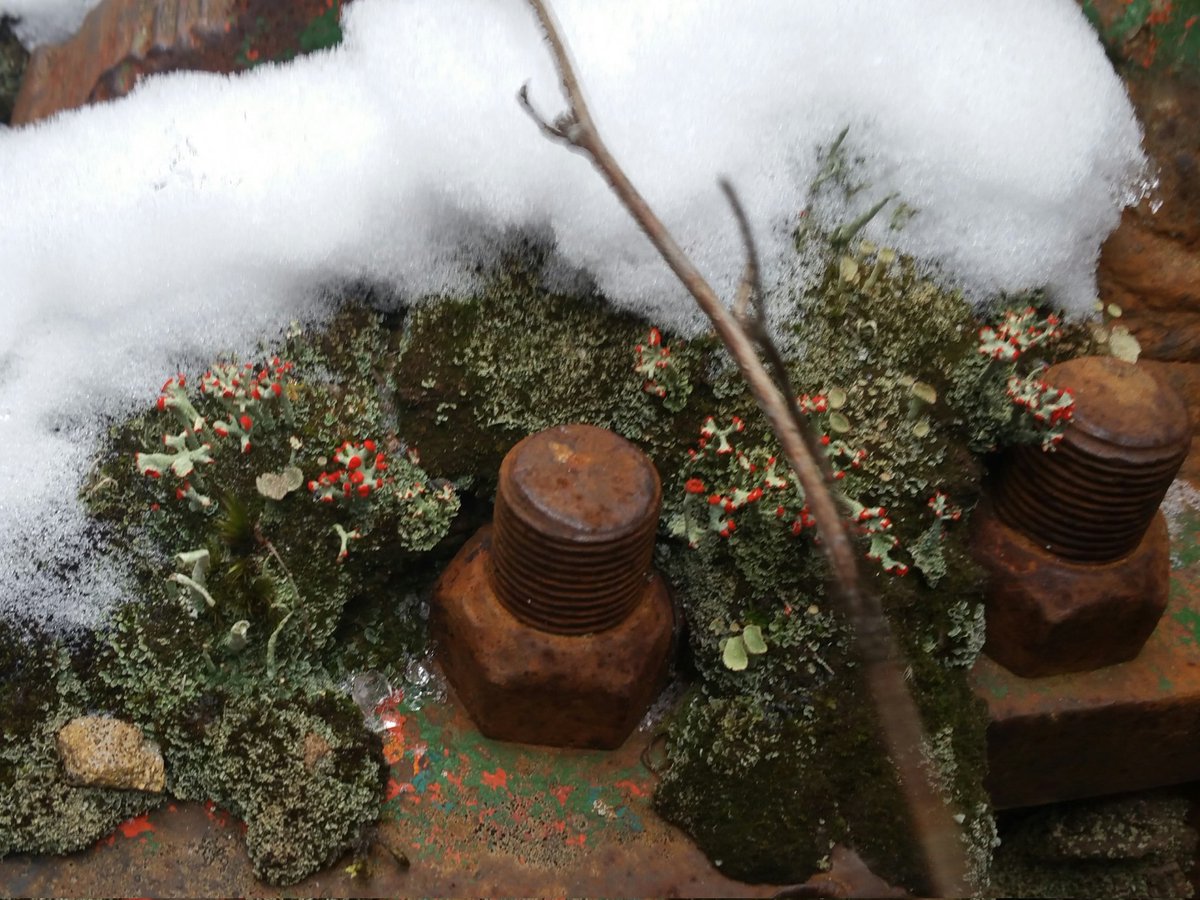 TheRustyIRiS's tweet photo. Lichen it between the bolts. Fruticose like British Soldier and Pixie Cups, the two together.

#Lichen #Urbex #Decay #Rusted #Rusty #fruticose https://t.co/PXbQnx8SHe