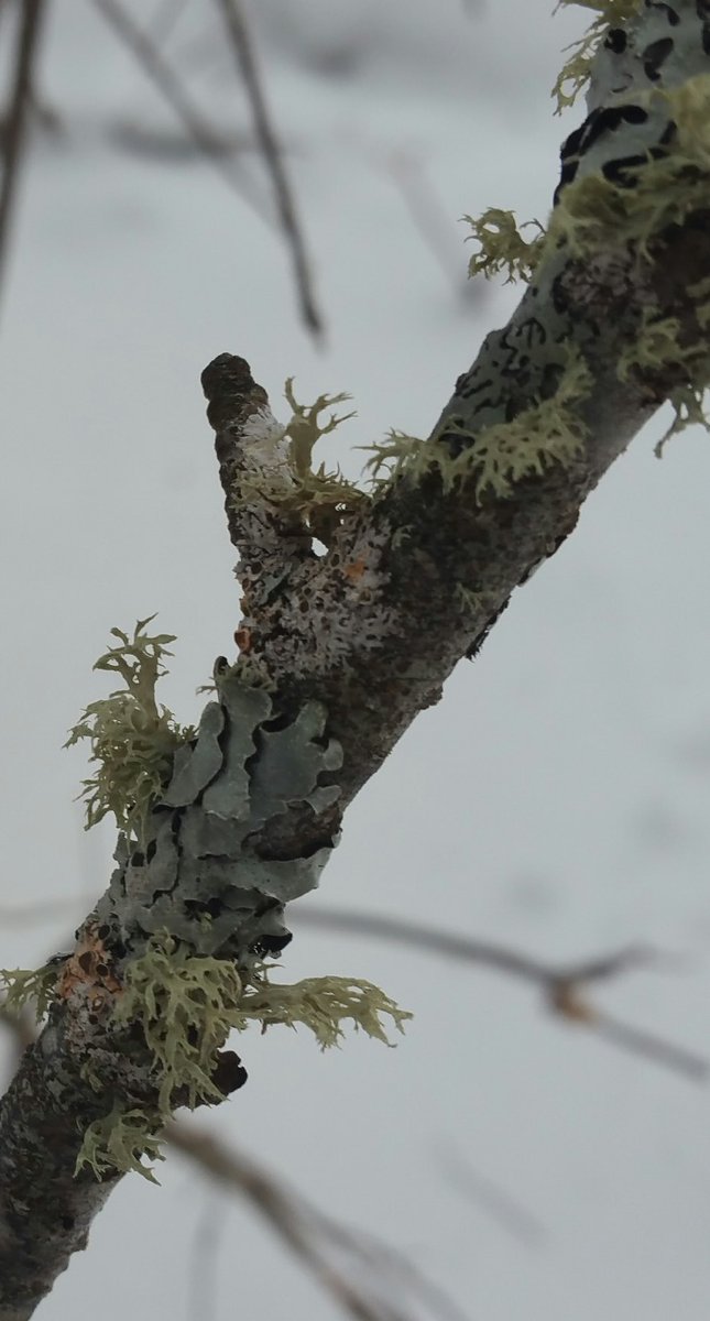TheRustyIRiS's tweet photo. These two Sticks Decaying Alive with Moss and Lichens.
#Mosses #Nature #HotSticks #Decay #BeautifulDecay #Lichen #Snow https://t.co/bsLKP0f0Jz