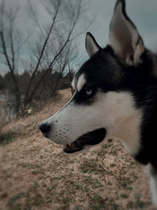 We have such a pretty dog 💜🐾 he is a shit head tho. 🙃 #husky #doggo #puppy #whatthedogdoin #animal https://t<a href="/tag/puppy"class="tags"><span>#puppy</span></a><a href="/tag/husky"class="tags"><span>#husky</span></a><a href="/tag/animal"class="tags"><span>#animal</span></a><a href="/tag/doggo"class="tags"><span>#doggo</span></a><a href="/tag/whatthedogdoin"class="tags"><span>#whatthedogdoin</span></a>
