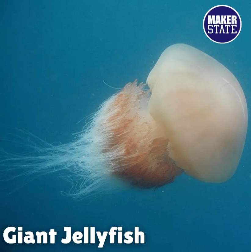 MakerState tweet media