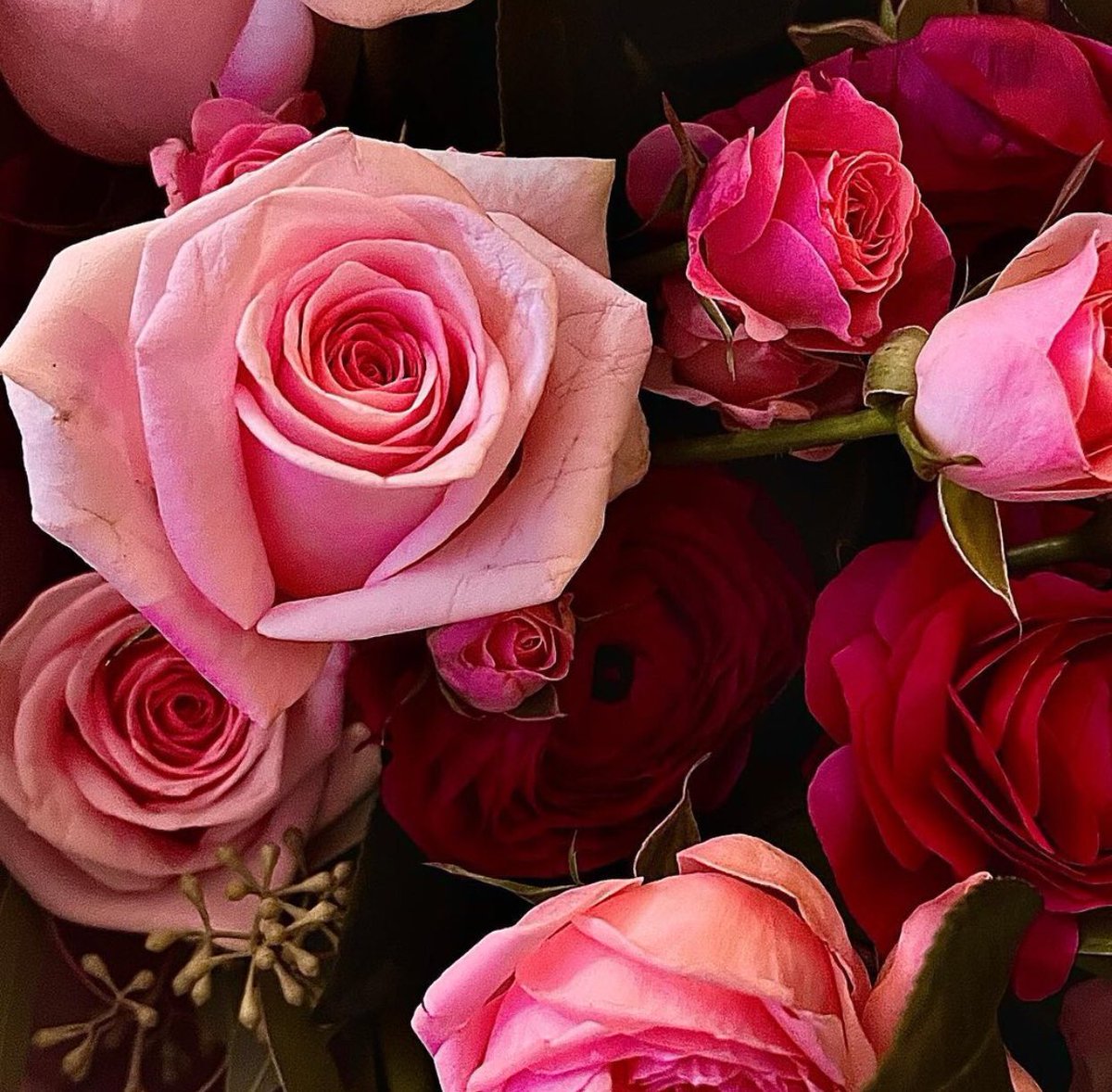 _euom's tweet photo. Oh pink roses! https://t.co/FVdKTFEZLa