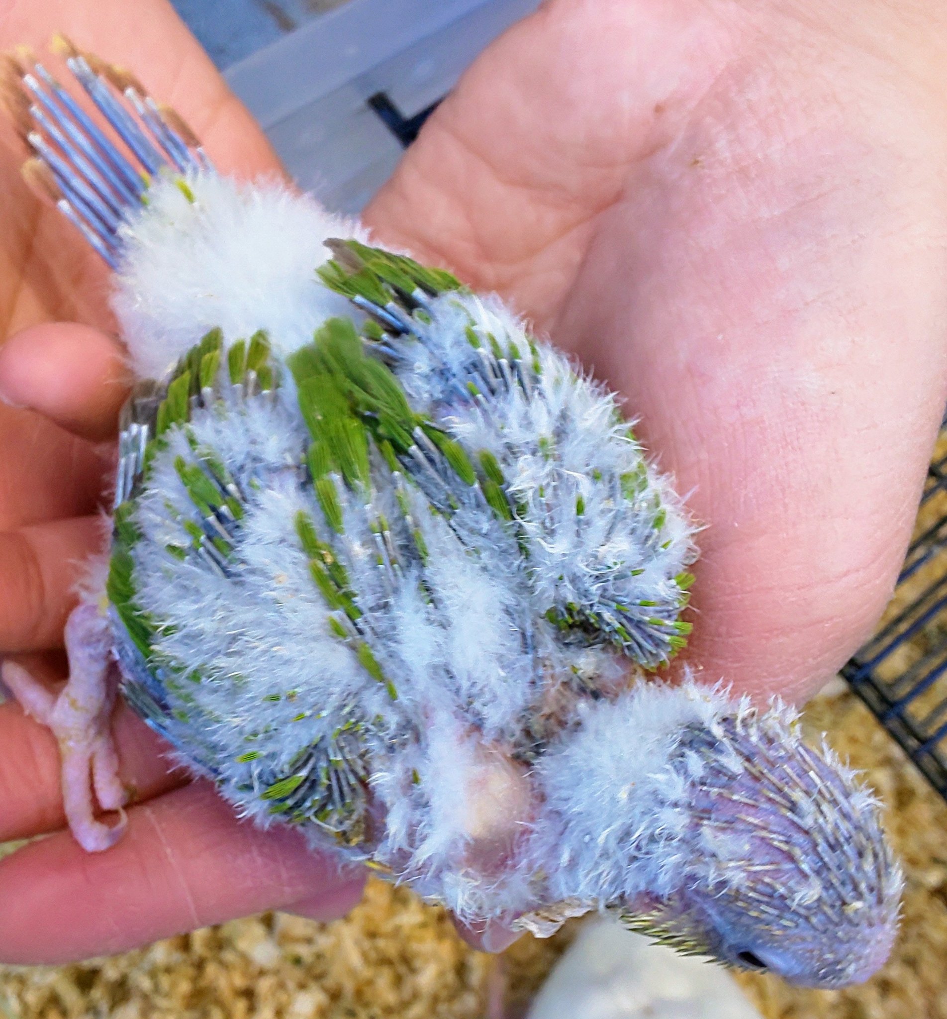 ビバホーム草加 Twitter Search Twitter