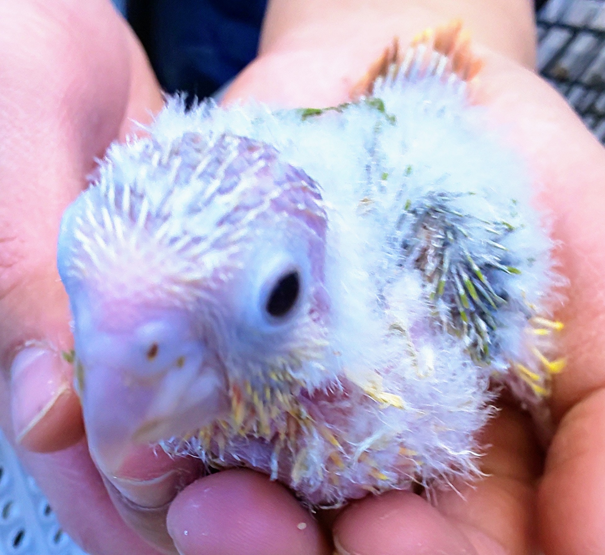 ビバホーム草加 Twitter Search Twitter