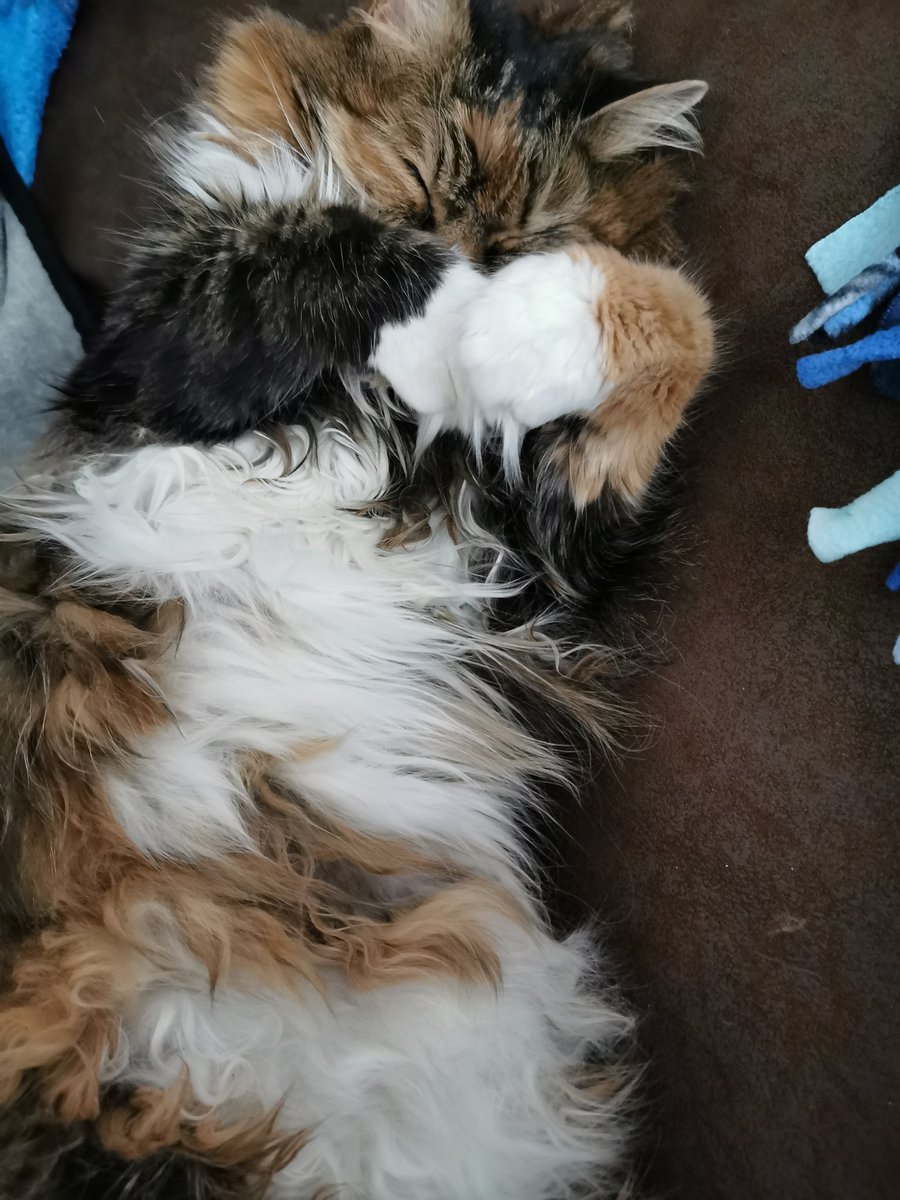 nerdyalerty's tweet photo. @Larkspurns A little late, but I feel floofers are always welcome. https://t.co/jnS9gDRjDw