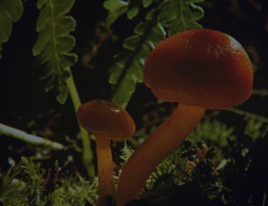 canyoncinema's tweet photo. This Friday 2/25, Lawrence Jordan's latest collage animation 𝐵𝑒𝑙𝑙𝑒 𝑑𝑢 𝐽𝑜𝑢𝑟 (2021, 10 min, 16mm) screens @filmstudiesctr @UChicago as part of "This Radiant World: Harmonies and Discords." 7pm, free!

https://t.co/IfKpCbgX0f

#CanyonFilms https://t.co/9bAHaoqwYy
