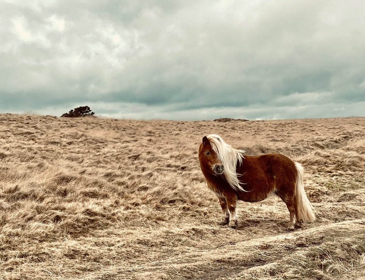 Zelda Marais (@zjmarais) on Twitter photo 