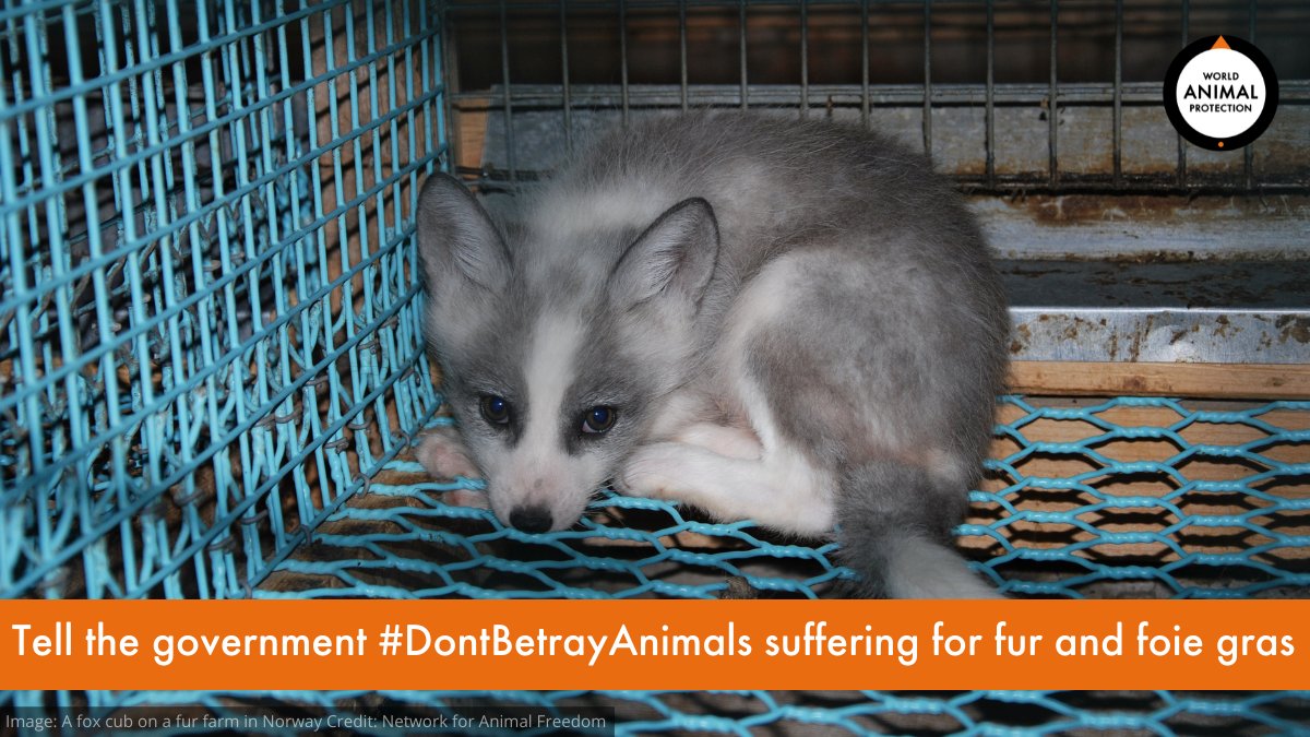 World Animal Protection UK on Twitter: World Animal Protection UK on Twitter: