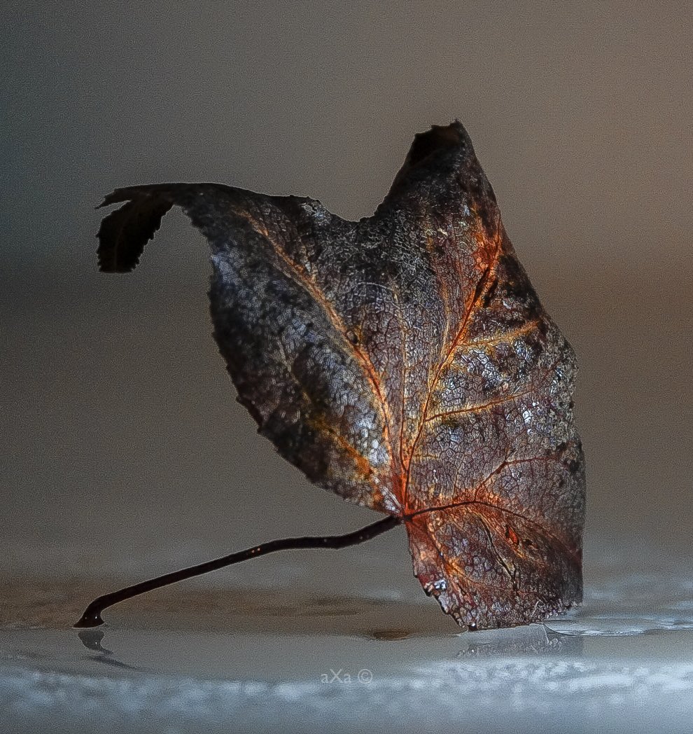 saxarba69's tweet photo. GM #Phographers #PhotoOfTheDay #photography leafs and more leafs
Saludos https://t.co/sTiJHzg1rn