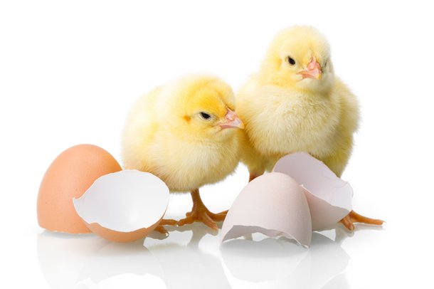 WinnipegHumane's tweet photo. Exciting news! Italy has become the latest country to propose a ban on the culling of male chicks by 2026. If passed, roughly 40 million chicks will be saved every single year. It’s time for Canada to join the growing number of countries and end this needless and cruel practice. https://t.co/2MLYOjzWAl
