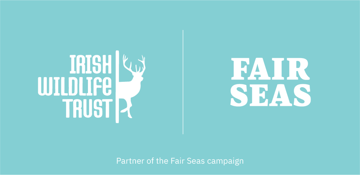 BiggerBetterMPA's tweet photo. The last newsletter of the Bigger &amp; Better MPA campaign introduces Fair Seas, a coalition campaign of leading Irish NGOs that want to make Ireland a leader in marine protection. Check it out here: https://t.co/e8QonGui6c 🐳🥳 https://t.co/s1Rt4QGAo4