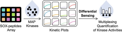 isciverse's tweet photo. Online NOW | @J_A_C_S 

#Multiplexing the #Quantitation of MAP #Kinase Activities Using Differential Sensing.

@isciverse @AmerChemSociety #CHEMISTRY 

https://t.co/HGPRjjswIN https://t.co/0U4sm0HrfS
